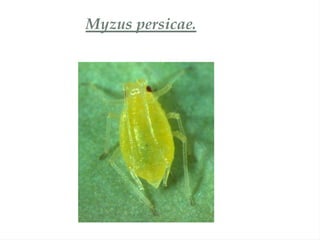 Myzus persicae.
 