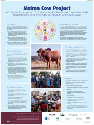 Ground-breaking Science
There is now the potential to produce cattle with
100% resistance to trypanosomiasis (sleeping
sickness)
l Some primate hosts (including humans) are
resistant to trypanosomes. Genes encoding a
protein (ApoL1) which confers total resistance
have been identiﬁed by Prof Jayne Raper, City
University of New York (CUNY)
l Introgression of a synthetic ‘construct’ of
these genes has been demonstrated to confer
resistance in mice
l Profs Raper and Kemp saw the potential of
this approach for livestock early on and since
then the partnership between CUNY, the
International Livestock Research Institute (ILRI)
and the Centre for Tropical Livestock Genetics
& Health (CTLGH) has been evolving in order
to take this further
l ILRI has now developed the skills and
infrastructure to undertake this work in
Africa, and has successfully produced Tumaini
(‘Hope’), the ﬁrst cloned bull in Africa, as a
ﬁrst step
Regulators, policy makers and stakeholders at the Mzima Cow Strategy
& Theory of Change workshop 26-27th February at ILRI Nairobi, Kenya
The Challenge of Adoption
l The scientiﬁc research elements of this
programme are increasingly well developed
and understood
l The programme team are aware of the
complexities of introducing new technologies
into general use
l Animal biotechnology is a novel area
particularly for African regulators
l Starting the change programme early is laying
the way for the eventual smooth uptake of
these animals by the wider, target society and
stakeholders
l There has been a signiﬁcant broadening in
focus as the team grows to include broader
programme management, social science and
adoption of innovation expertise
Developing a Theory of Change
l A ﬁrst step in establishing a programme aiming to have a positive
impact on animal and human wellbeing is the construction of a
Theory of Change: deﬁning the goals, actors and paths to success
l Our ﬁrst workshop was held in January 2017 with stakeholders
representing the following domains: agricultural economics,
anthropology, veterinary science, public health, pastoralist, national parks,
biosafety regulation, genetics, parasitology, science communication,
land owners, agricultural marketing, small holders, community driven
programmes
l The participants investigated the issues of the burden of
trypanosomiasis, stakeholder and power mapping, impact analysis
of Mzima Cattle and the challenges and the priorities for action
Deﬁning the Testing Routemap
l “Systems Change at the Speed of Trust”: Establishing
trust is key to regulatory progress and the eventual
adoption and understanding of these Mzima cattle
l Setting up a comprehensive and transparent testing
schema, or routemap, is the ﬁrst step in building the
knowledge to provide conﬁdence in the viability and
safety of these cattle
l A workshop was held in February 2018 to gain
multiple perspectives on the domains of trypanosome
resistance, animal welfare, human welfare and
environmental welfare
l In addition, we addressed issues of containment and
alignment with (emerging) National Biosafety Guidelines
l At this workshop were Kenyan and international
experts on issues relating to biosafety and animal
welfare
l The report from this workshop is available from the
meeting organisers and at [sti4d.com/mzima]
Next steps
l Consolidating the testing routemap: deﬁning the plan
l Producing the ﬁrst transgenic Boran calves (Late
2018/Early 2019)
l Securing funding for and implementing:
l Further Theory of Change and regulatory workshops
l Field trials
l Development and implementation of
communications and monitoring & evaluation
strategies
l Impact modelling
l Expanding to more breeds in more centres
l Development a rapid ﬁeld-testing kit for the
transgene and its product
l Workshops and planning for introduction of cattle
to markets
l Expanding the programme to Mzima Goats (which
due to cost, size and breeding speed could have
beneﬁts for both the research programme as well
as consumers)
This document is licensed for use under the Creative Commons Attribution 4.0 International Licence. March 2018. In addition to organizations recognized for specific projects and outputs, we thank all donors which globally supported the work of ILRI and its partners through their contributions to the CGIAR system
www.cgiar.org/our-funders
The Challenge
Bovine Trypanosomiasis (sleeping sickness) is a
signiﬁcant health and economic issue, especially in
sub-Saharan Africa. In Africa, the disease vector is
the Tsetse ﬂy:
l The “Tsetse belt” of sub-Saharan Africa has
effectively been closed to mixed agricultural
development, because cattle do not thrive, and
therefore have not been available for traction,
fertilisation and food
l There is no innate resistance in cattle. One
variety (N’dama) is trypano-tolerant, but this
is a complex trait that conventional techniques
cannot successfully breed into other varieties
l Drugs are available, but are toxic and expensive
and, like anti-tsetse programmes, have to be
maintained, not providing a long-term solution
Mzima Cow Project
A Transgenics Approach to Introducing Resistance to Trypanosomiasis
Translating Genetic Research to Adoption and Social Value
Contact person: Jayne Raper • raper@genectr.hunter.cuny.edu
http://raper.bioweb.hunter.cuny.edu
Room 927 Hunter North, 695 Park Avenue, New York, New York 10065
This project is funded by Bill and Melinda Gates Foundation,
the National Science Foundation and the CGIAR Livestock CRP
RESEARCH
PROGRAM ON
Livestock
Mzima BMGF CTLGH Edinburgh poster 09032018 v3.indd 1 12/3/18 15:02
 