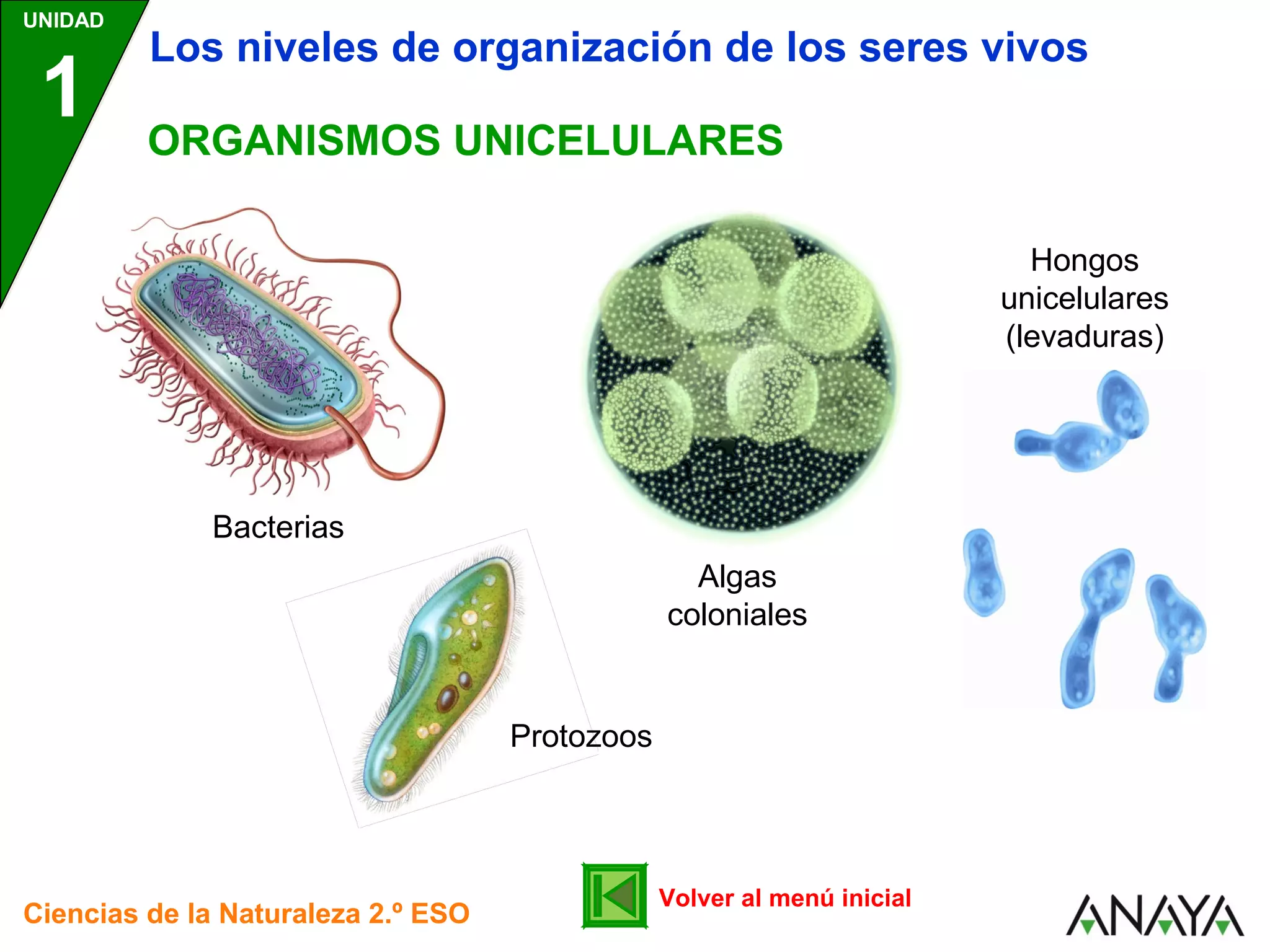 Niveles de Organización de los Seres vivos | PPT