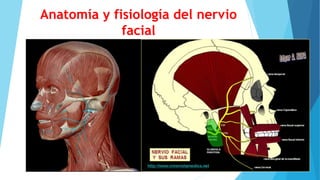 Anatomía y fisiología del nervio
facial
 