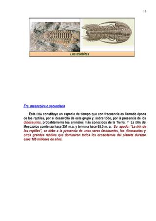 Era mesozoica o secundaria
Esta ERA constituye un espacio de tiempo que con frecuencia es llamado época
de los reptiles, por el desarrollo de este grupo y, sobre todo, por la presencia de los
dinosaurios, probablemente los animales más conocidos de la Tierra. // La ERA del
Mesozoico comienza hace 251 m.a. y termina hace 65,5 m. a. Su apodo: “La ERA de
los reptiles”, se debe a la presencia de unos seres fascinantes, los dinosaurios y
otros grandes reptiles que dominaron todos los ecosistemas del planeta durante
esos 186 millones de años.
Los trilobites
13
 