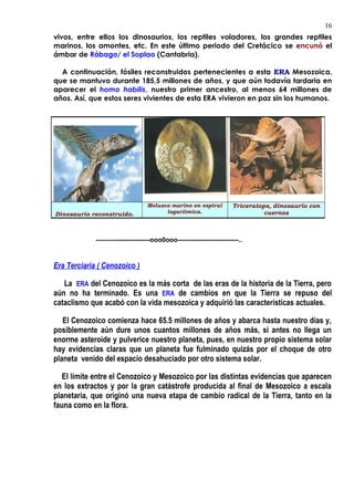 vivos, entre ellos los dinosaurios, los reptiles voladores, los grandes reptiles
marinos, los amontes, etc. En este último periodo del Cretácico se encunó el
ámbar de Rábago/ el Soplao (Cantabria).
A continuación, fósiles reconstruidos pertenecientes a esta ERA Mesozoica,
que se mantuvo durante 185,5 millones de años, y que aún todavía tardaria en
aparecer el homo habilis, nuestro primer ancestro, al menos 64 millones de
años. Así, que estos seres vivientes de esta ERA vivieron en paz sin los humanos.
-------------------------ooo0ooo----------------------------..
Era Terciaria ( Cenozoico )
La ERA del Cenozoico es la más corta de las eras de la historia de la Tierra, pero
aún no ha terminado. Es una ERA de cambios en que la Tierra se repuso del
cataclismo que acabó con la vida mesozoica y adquirió las características actuales.
El Cenozoico comienza hace 65.5 millones de años y abarca hasta nuestro días y,
posiblemente aún dure unos cuantos millones de años más, si antes no llega un
enorme asteroide y pulverice nuestro planeta, pues, en nuestro propio sistema solar
hay evidencias claras que un planeta fue fulminado quizás por el choque de otro
planeta venido del espacio desahuciado por otro sistema solar.
El límite entre el Cenozoico y Mesozoico por las distintas evidencias que aparecen
en los extractos y por la gran catástrofe producida al final de Mesozoico a escala
planetaria, que originó una nueva etapa de cambio radical de la Tierra, tanto en la
fauna como en la flora.
Dinosaurio reconstruido.
Molusco marino en espiral
logarítmica.
Triceratops, dinosaurio con
cuernos
16
 