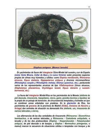 Elephas antquus (Mamut lanudo)
En yacimientos de fauna del interglaciar Günz-Mindel del sureste y sur de España
(como Venta Micena, Cúllar de Baza y la cueva Victoria) están presentes especies
propias de climas muy húmedos y cálidos: como Elephas meridionalis, Rhinoceros
etruscos, Equus stertonis, Hippopotarnus antiquus y diversos micromamíferos
(Rhinolophus euryale y Rhinoloplnts mehelyi, Eliomys quercinus, etc.), perdurando
varios de los representantes arcaicos de tipo Villafranquiense (Ursus etruscus,
Allophaiomys pliocaenicus, Oryctolagus lacosti, Equus stenonis y sussem-
borrnensis, etc.).
La fauna del interglaciar Mindel-Riss en los yacimientos de la Meseta (elefante de
piel desnuda, rinoceronte, hipopótamo, ciervo, gamo, grandes bovinos y équidos) es
la propia de un paisaje de transición, de circunstancias templadas y húmedas en que
se combinan zonas arboladas con praderas. En la glaciación de Riss, los
yacimientos de graveras de la provincia de Madrid (Áridos, Areneros de Navarro y
Arriaga) dan animales de situación no demasiado fría (elefante, uro, rinoceronte de
narices tabicadas y ciervo),
Las alternancias de las dos variedades de rinoceronte (Rhinoceros / Dicerorhinus
hemitoechus, o de narices tabicadas, y Rhinoceros / Coelodonta antiquitatis, o
lanudo) y de los dos proboscídeos (Elephas / Hesperoloxodon / Palaeoloxodon
antiquus, de piel desnuda o de bosque, y Elephas / Mammuthus primigenios, o
mamut) marcan la secuencia de situaciones cálidas o templadas con bosque y de
33
 
