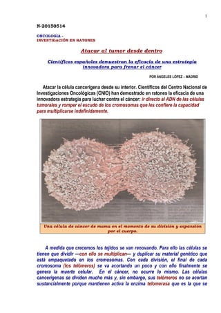 1
N-20150514
ONCOLOGIA -
INVESTIGACIÓN EN RATONES
Atacar al tumor desde dentro
Científicos españoles demuestran la eficacia de una estrategía
innovadora para frenar el cáncer
POR ÁNGELES LÓPEZ – MADRID
Atacar la célula cancerígena desde su interior. Científicos del Centro Nacional de
Investigaciones Oncológicas (CNIO) han demostrado en ratones la eficacia de una
innovadora estrategia para luchar contra el cáncer: ir directo al ADN de las células
tumorales y romper el escudo de los cromosomas que les confiere la capacidad
para multiplicarse indefinidamente.
A medida que crecemos los tejidos se van renovando. Para ello las células se
tienen que dividir —con ello se multiplican— y duplicar su material genético que
está empaquetado en los cromosomas. Con cada división, el final de cada
cromosoma (los telómeros) se va acortando un poco y con ello finalmente se
genera la muerte celular. En el cáncer, no ocurre lo mismo. Las células
cancerígenas se dividen mucho más y, sin embargo, sus telómeros no se acortan
sustancialmente porque mantienen activa la enzima telomerasa que es la que se
Una célula de cáncer de mama en el momento de su división y expansión
por el cuerpo.
 