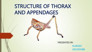 STRUCTURE OF THORAX
AND APPENDAGES
PRESENTED BY:
N.AKASH
2021031008
 