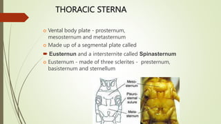 Metasternal Process N.AKASH 2021031008 AEN.pptx