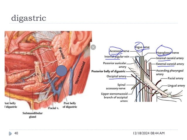 Internal Cod Head Dissection Neck dissection part 1 head and neck scca | PPT