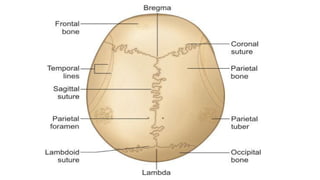 Detailed Overview of the Calvaria and Facial Skeleton Anatomy | PPTX