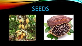SEEDS
 