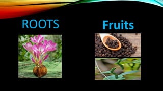 ROOTS Fruits
 