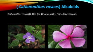 (Catharanthus roseus) Alkaloids
Catharanthus roseus G. Don (or Vinca rosea L), Fam. Apocynaceae.
 