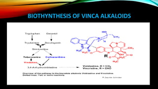 BIOTHYNTHESIS OF VINCA ALKALOIDS
 
