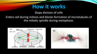 How it works
Stops division of cells
Enters cell during mitosis and blocks formation of microtubules of
the mitotic spindle during metaphase.
 