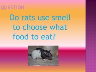 Do rats use smell
 to choose what
 food to eat?
 