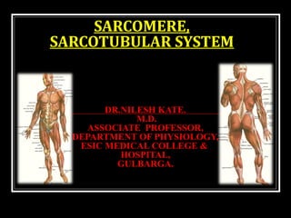 SARCOMERE,
SARCOTUBULAR SYSTEM
DR.NILESH KATE.
M.D.
ASSOCIATE PROFESSOR,
DEPARTMENT OF PHYSIOLOGY,
ESIC MEDICAL COLLEGE &
HOSPITAL,
GULBARGA.
 