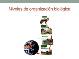 Niveles de organización biológica
 