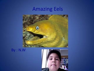  Amazing Eels       By : N.W 