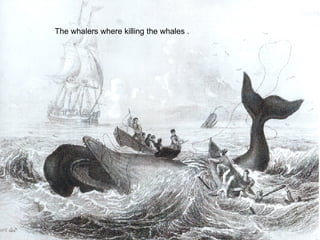 The whalers where killing the whales . 