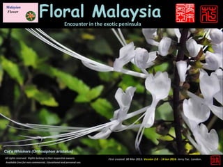 First created 30 Mar 2013. Version 2.0 - 14 Jun 2016. Jerry Tse. London.
Floral Malaysia
Encounter in the exotic peninsula
Cat’s Whiskers (Orthosiphon aristatus)
All rights reserved. Rights belong to their respective owners.
Available free for non-commercial, Educational and personal use.
 