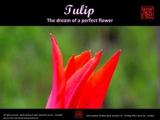 Tulip
All rights reserved. Rights belong to their respective owners. Available
free for non-commercial and personal use.
The dream of a perfect flower
First created 23 May 2013. Version 1.0 - 29 May 2013. Jerry Tse. London.
 
