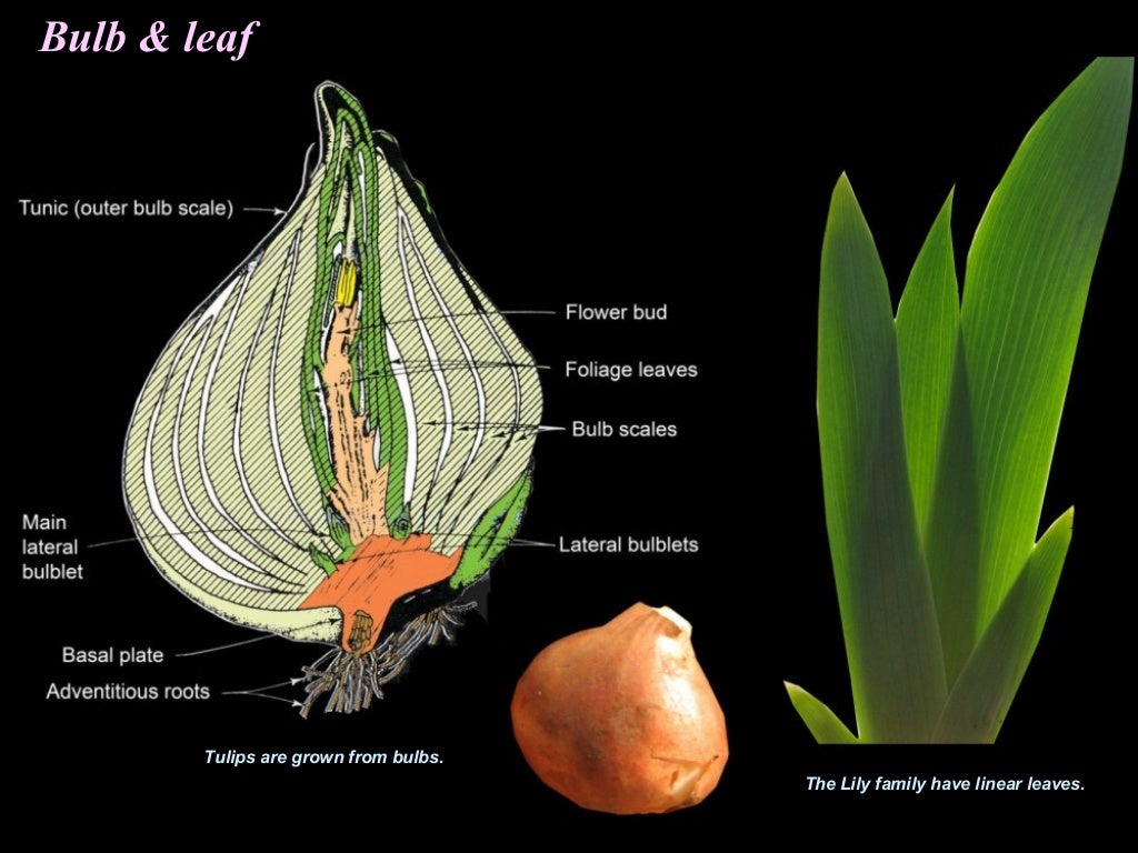 Bulb & leafThe Lily family