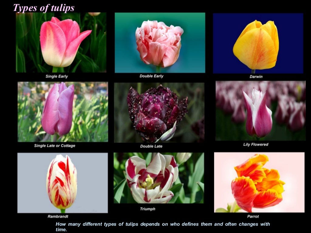 Types of tulipsHow many different