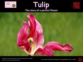 Tulip
All rights reserved. Rights belong to their respective owners. Available
free for non-commercial and personal use.
The story of a perfect flower
First created 23 May 2013. Version 3.0 - 25 Jun 2016. Jerry Tse. London.
 