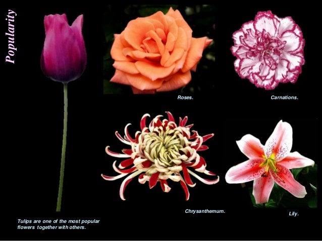 Most Popular Flowers tulip - story of a perfect flower 2.0 Most Popular Flowers tulip - story of a perfect flower 2.0