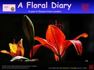 First created 11 Apr 2014. Version 4.0 - 17 Jun 2016. Jerry Tse. London.
A Floral Diary
All rights reserved. Rights belong to their respective owners. Available
free for non-commercial, educational and personal use.
A year in flowers from London
Lily
 