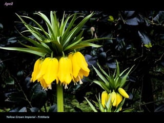 Yellow Crown Imperial - Fritillaria
April
 
