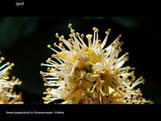 April
Sweet pepperbush or Summersweet - Clethra
 