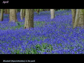 April
Bluebell (Hyacinthoides) in the park
 