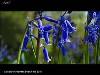April
Bluebell (Hyacinthoides) in the park
 