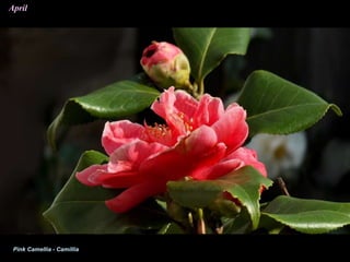 April
Pink Camellia - Camillia
 