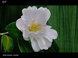 April
White Camellia - Camillia
 