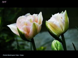April
Pinkish Multi-layers Tulip - Tulipa
 