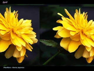 April
Pleniflora – Kerria Japonica
 