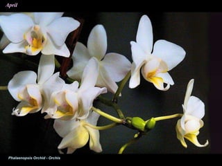 April
Phalaenopsis Orchid - Orchis
 