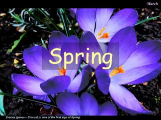 March
Crocus (genus – Crocus) is one of the first sign of Spring.
Spring
 