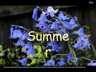 Summe
r
Common Bluebell (Hyacinthoides non-scripta) produces small nodding flowers on a one-side inflorescence.
May
 