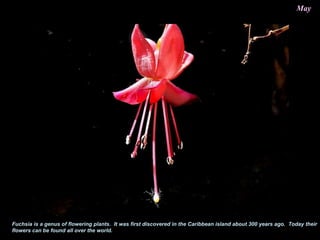 May
Fuchsia is a genus of flowering plants. It was first discovered in the Caribbean island about 300 years ago. Today their
flowers can be found all over the world.
 
