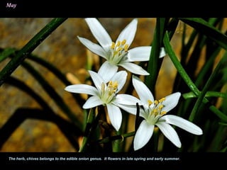 The herb, chives belongs to the edible onion genus. It flowers in late spring and early summer.
May
 