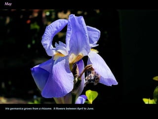 Iris germanica grows from a rhizome. It flowers between April to June.
May
 