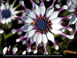 May
An osteospermum cultivar, commonly called a Whirligig or Spoon Daisy with its distinctive petals.
 