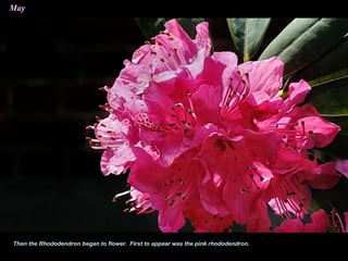 May
Then the Rhododendron began to flower. First to appear was the pink rhododendron.
 