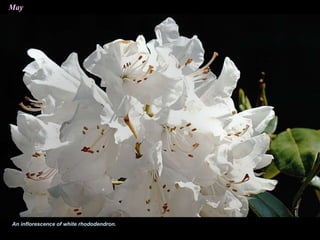 May
An inflorescence of white rhododendron.
 