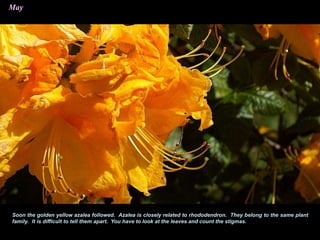 May
Soon the golden yellow azalea followed. Azalea is closely related to rhododendron. They belong to the same plant
family. It is difficult to tell them apart. You have to look at the leaves and count the stigmas.
 