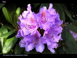 May
The mauve colour rhododendron variety.
 