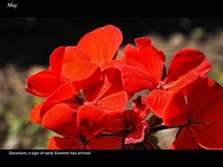 May
Geranium, a sign of early Summer has arrived.
 