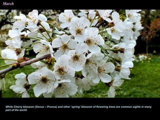 March
White Cherry blossom (Genus – Prunus) and other ‘spring’ blossom of flowering trees are common sights in many
part of the world.
 